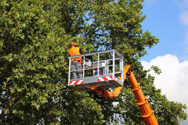 Professional  Tree Services in Kittery Point, ME