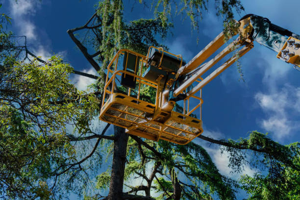 Why Choose Our Tree Removal Services in Kittery Point, ME?